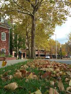 Time To Rake the Leaves: Danbury Prepares For Fall Pickup