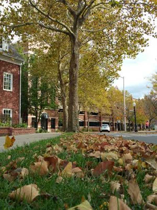 Time To Rake the Leaves: Danbury Prepares For Fall Pickup