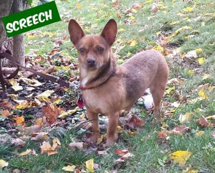 Screech, a Chihuahua mix is available for adoption. 