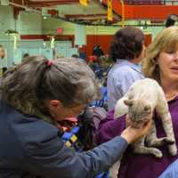 <p>The Cat Show provided a forum for fans of felines to share their passion.</p>
