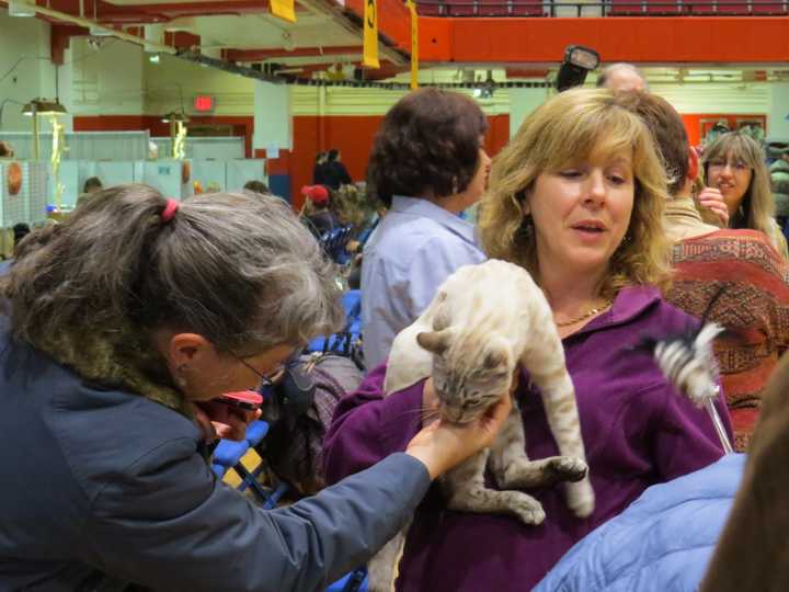 The Cat Show provided a forum for fans of felines to share their passion.