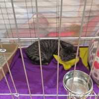 <p>It was a long day for some of the cats at the show. </p>