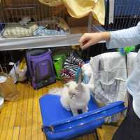 <p>In all, there were more than 200 cats  of 50 breeds at the county show.</p>
