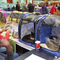 <p>Cats of all variety were available to be adopted at the show. </p>