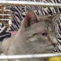 <p>Cat.</p>