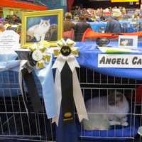 <p>Award winning cat.</p>