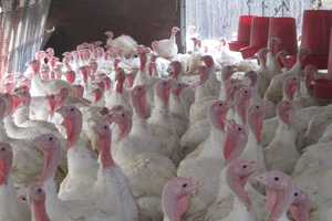 Cortlandt Turkey Farm Is Gearing Up For Thanksgiving 