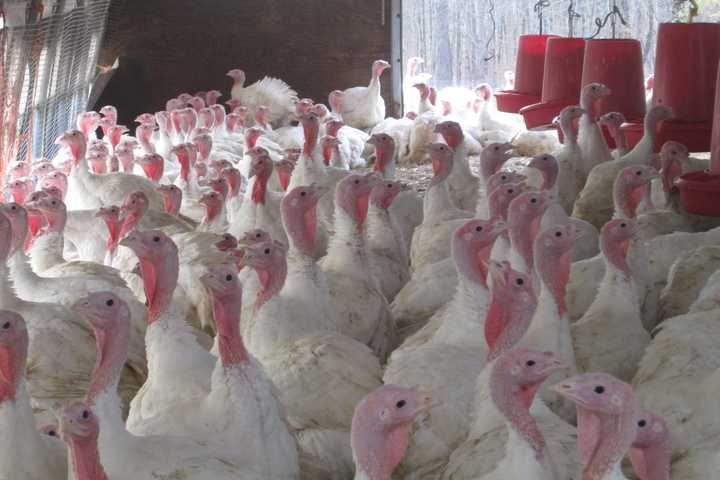 Cortlandt Turkey Farm Is Gearing Up For Thanksgiving 