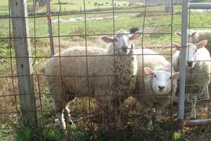 $1,000 Reward: Who Killed Harding Sheep?