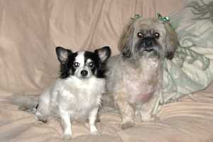 Secretary Looking For Dog That Went Missing In Yorktown