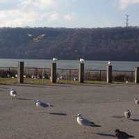 <p>The Yonkers waterfront is home to an array of birds.</p>