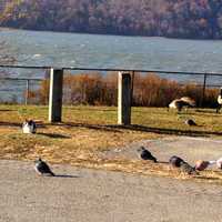 <p>Two stray cats hang out with piegons on the Yonkers waterfront</p>