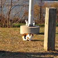 <p>These two cats made friends with birds at the Yonkers waterfront on Thursday, Nov. 20.</p>