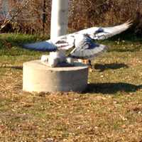 <p>A bird swoops right by a cat on the waterfront.</p>