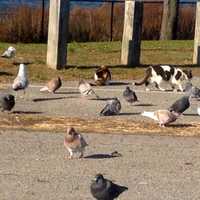 <p>Two stray cats hang out with piegons on the Yonkers waterfront</p>