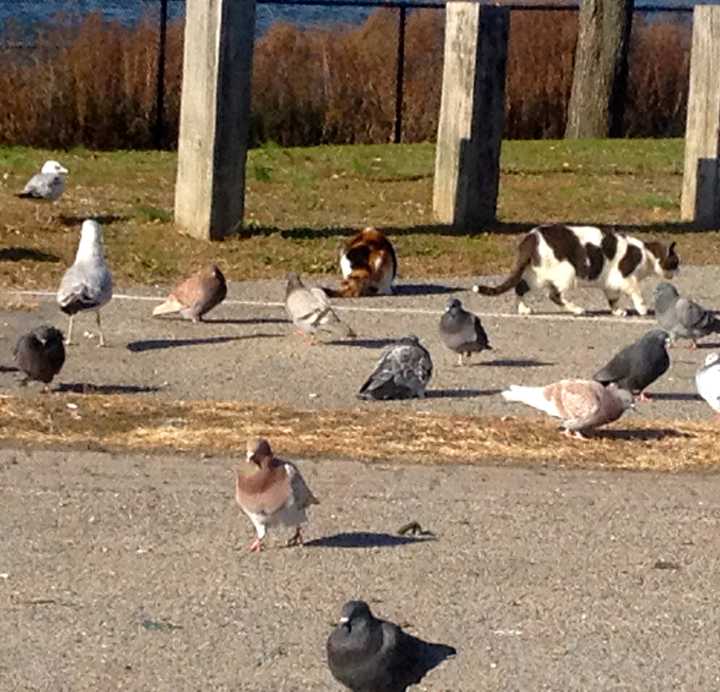 Two stray cats hang out with piegons on the Yonkers waterfront