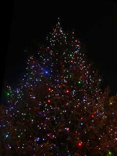 Peekskill Business Improvement District Seeks Holiday Tree Donation
