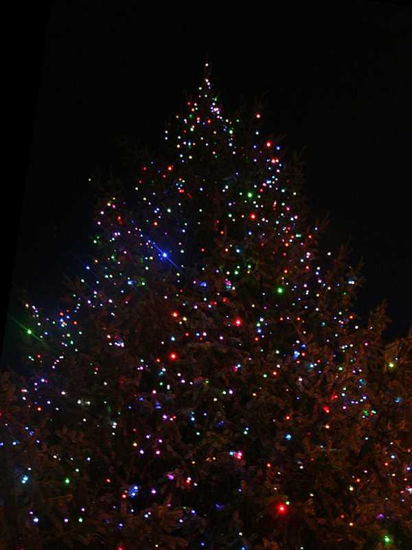 Peekskill Business Improvement District Seeks Holiday Tree Donation