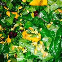 <p>The kale salad packs a powerful healthy punch.</p>