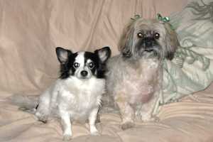 Secretary Is Still Looking For Dog Missing From Her Yorktown Home