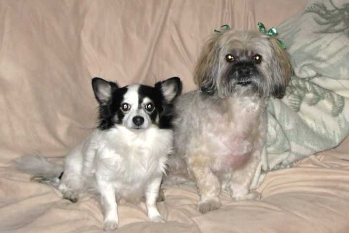 Secretary Is Still Looking For Dog Missing From Her Yorktown Home