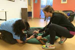 Norwalk Community College Vet Tech Program Offers Hands-On Workshops