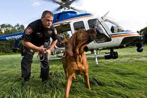Cancer Claims Life Of Westchester County Police Dog