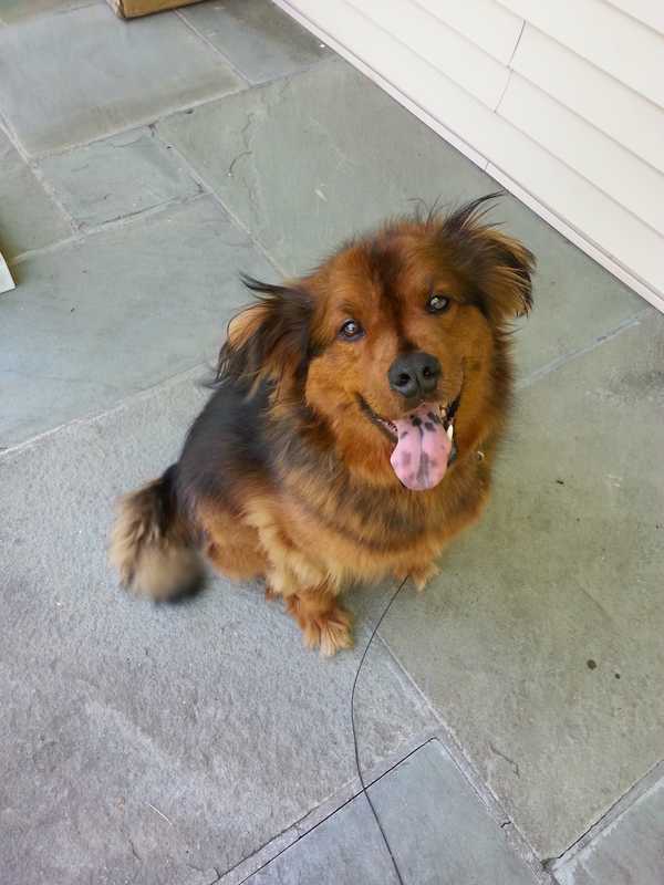 Yorktown Family Looking For Missing Dog Zero