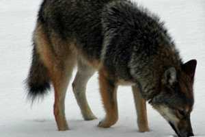 Coyote Experts To Speak In New Canaan