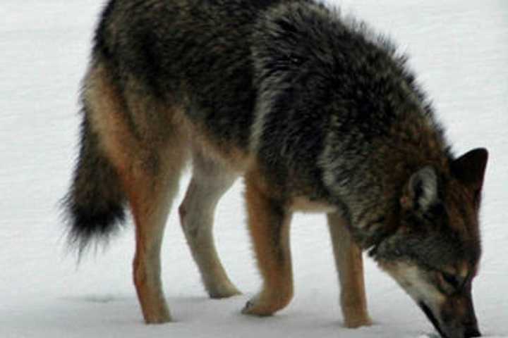 Coyote Experts To Speak In New Canaan