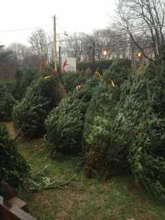 Stamford High Christmas Tree Sale Benefits Band