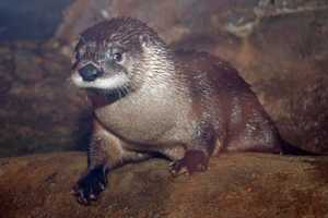 11-Month-Old River Otter Levi Makes A Splash At Maritime Aquarium