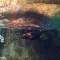 <p>Levi and Lew tussle in the water after Levi is introduced to his new home.</p>