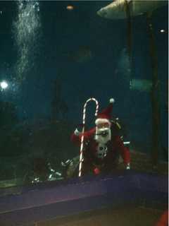 Santa Claus Takes A Dive With The Sharks At Maritime Aquarium
