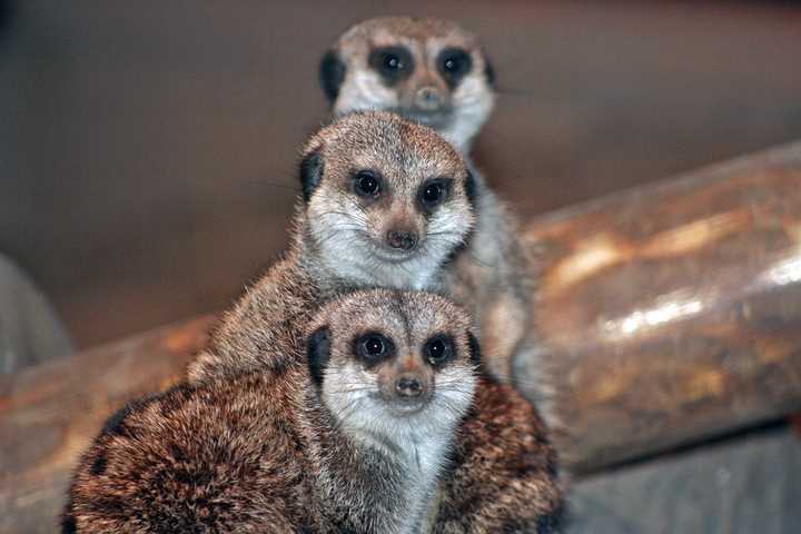 The &#x27;Meerkats&#x27; at the Maritime Aquarium in Norwalk.