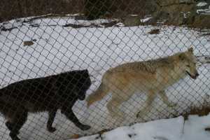 Wolf Center Holding 'Holiday Howls' In South Salem