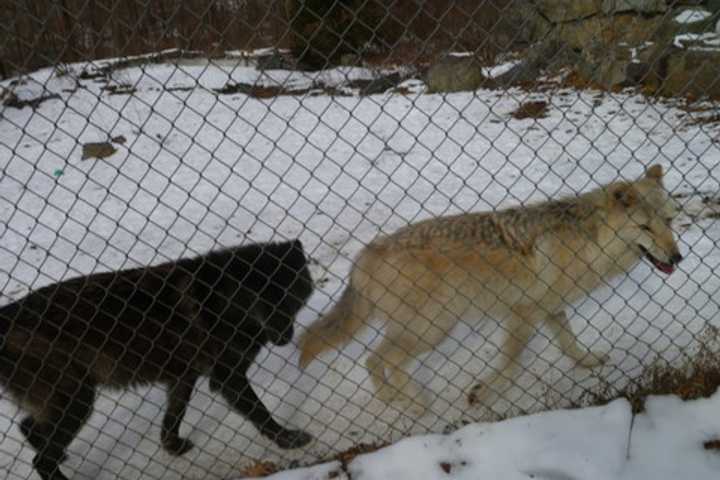 Wolf Center Holding 'Holiday Howls' In South Salem