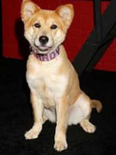 Armonk Shelter Dog Performs As Sandy In New 'Annie'