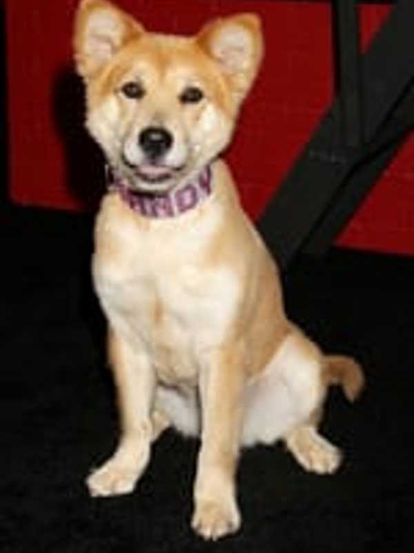 Armonk Shelter Dog Performs As Sandy In New 'Annie'