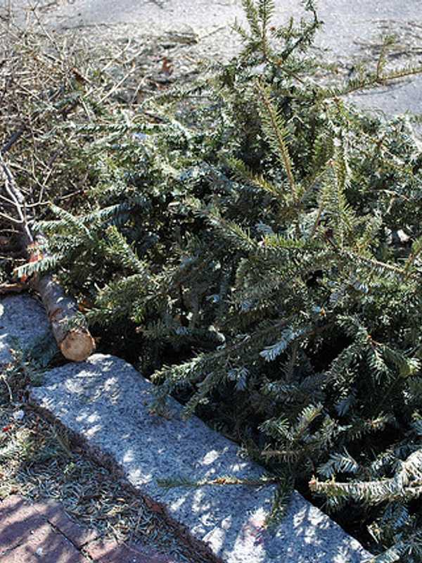 Leonia Picking Up Christmas Trees Throughout January