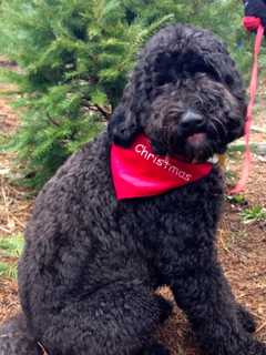 Dog Reported Missing In Armonk Is Found
