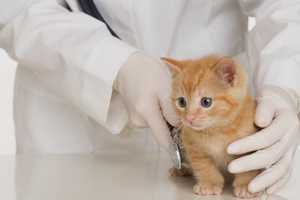 Animal Hospital Redevelopment Plans Considered In Pompton Lakes