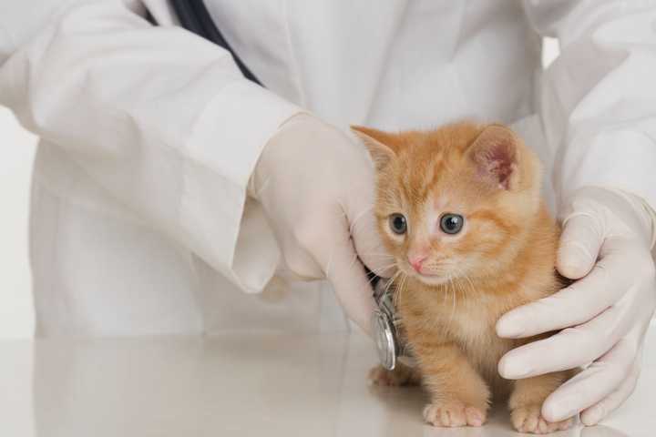 Animal Hospital Redevelopment Plans Considered In Pompton Lakes