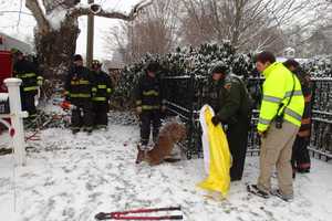 Westport Firefighters, Police Free Deer Trapped In Fence