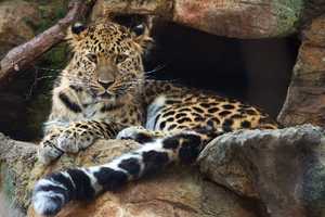 Endangered Amur Leopards Go On Exhibit At Bridgeport's Beardsley Zoo