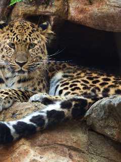 Bridgeport Zoo Offering Summer Internships