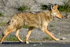 Coyote Conflicts With Pets, Police, People On Rise In Westchester