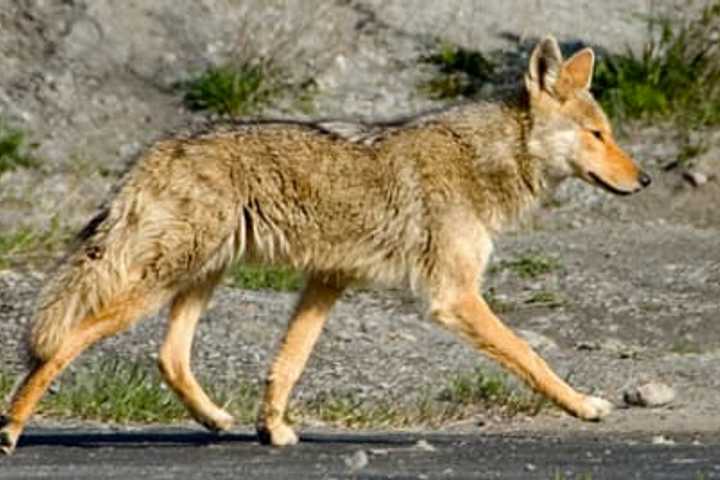 Coyote Conflicts With Pets, Police, People On Rise In Westchester