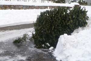 Bridgeport Begins Christmas Tree Pickups