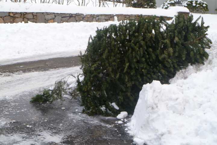 Bridgeport Begins Christmas Tree Pickups